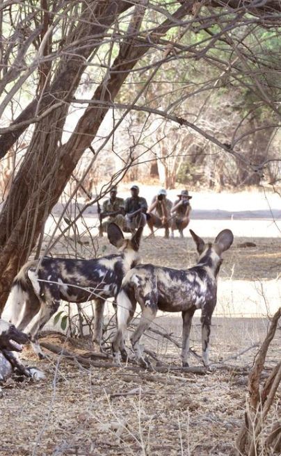Chiawa wild dogs lower zambezi
