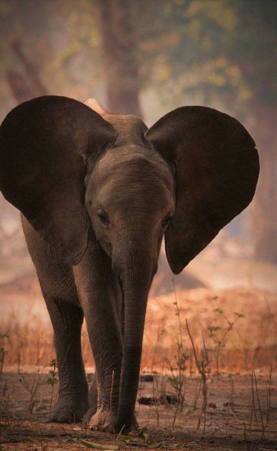 Machaba mana elephant