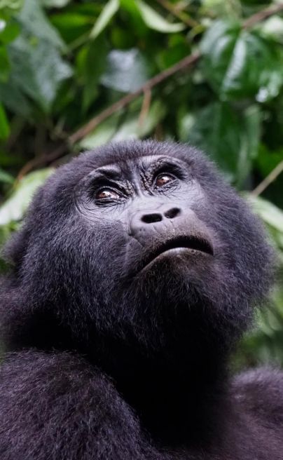 Mahogany springs bwindi 16