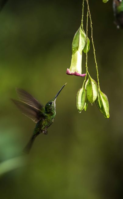 Mashpilodge hummingbird lrg copy