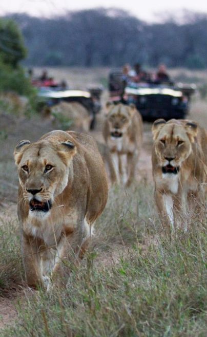 Ngala LION SAFARI DRIVE