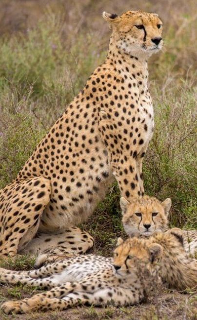 Nomand serengeti
