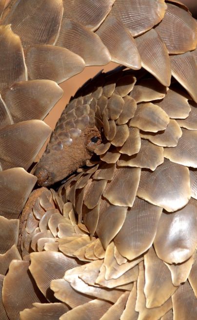 Pangolin tswalu