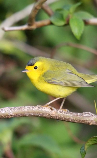 Poas lodge birding 1