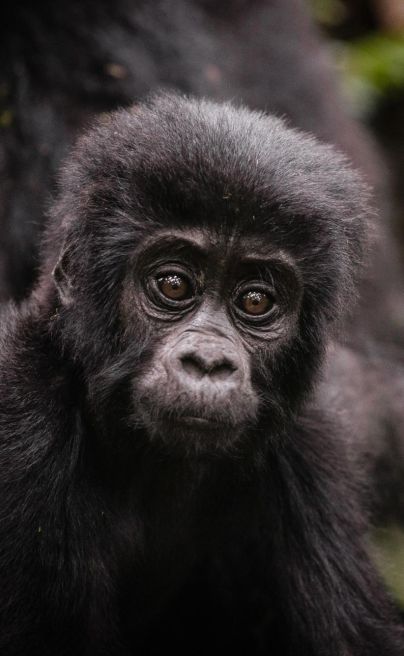 Sanctuary gorilla camp xp1