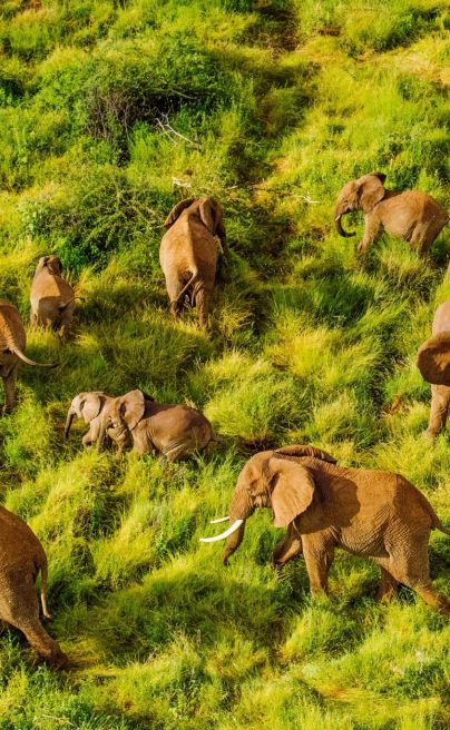 Sarara elephants