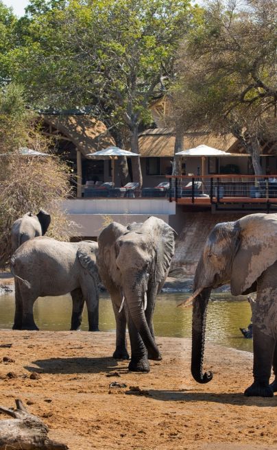 Serondella elephants infront of deck
