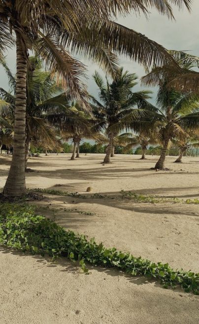 Sussurro mozambique 7