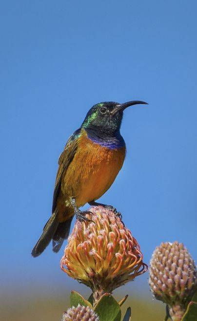 Web grootbos experience botanical bird