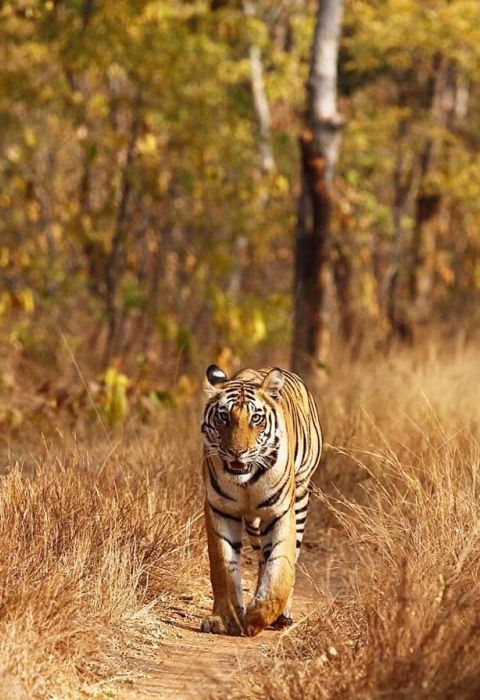 Bardia National Park Tiger Tops Karnali Nepal Tigers