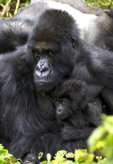 Gorilla Trekking Rwanda 4