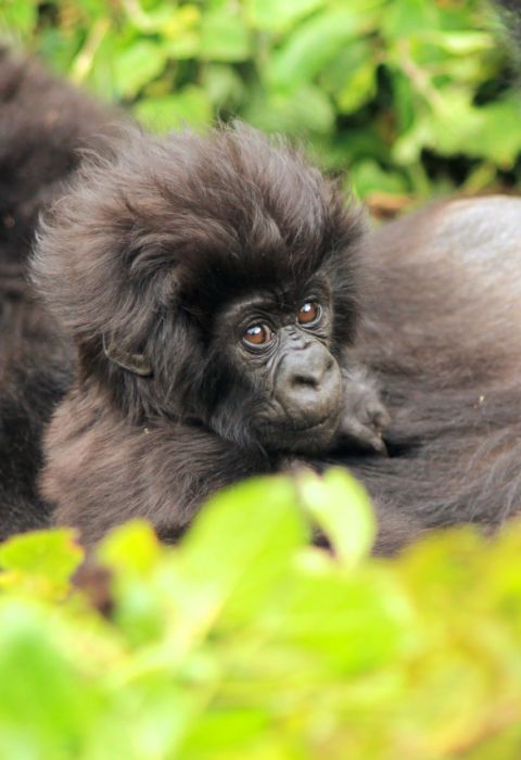 Gorilla Trekking Rwanda 6