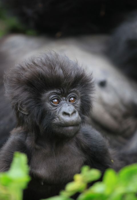 Gorilla Trekking Rwanda 7