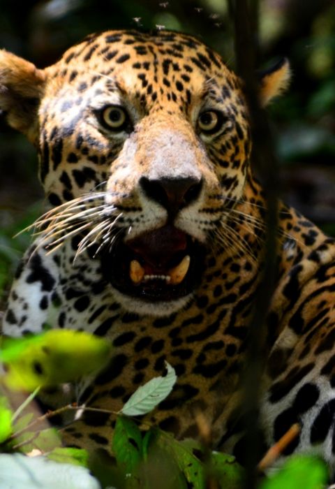 Amazon Uakari Lodge Brazil