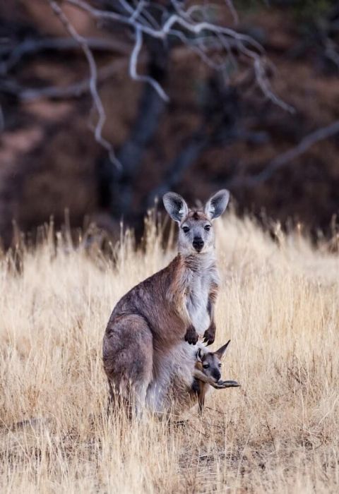 Arkaba kangaroo joey pouch celliottimages DSCF7543w