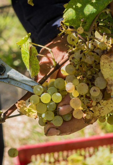 Bodega Garzon3