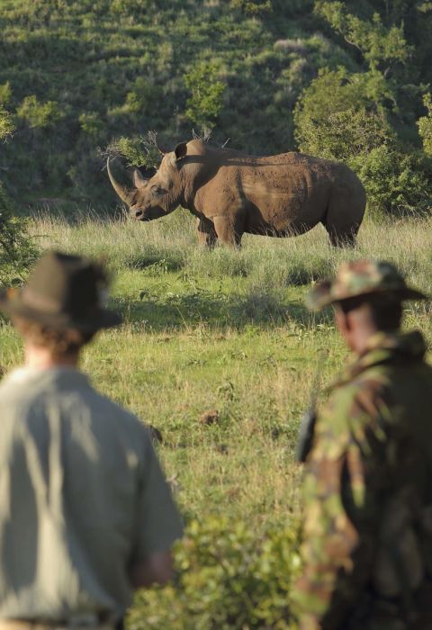 Borana Rhino tracking on foot