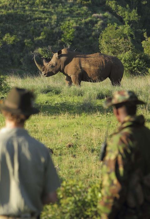 Borana rhino tracking