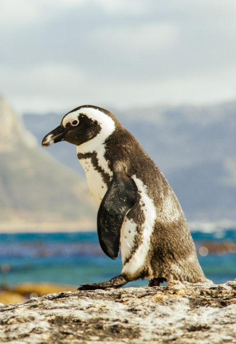 Boulders Beach penguin escexpl