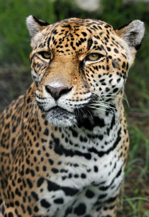 Costa Rica wildlife 9