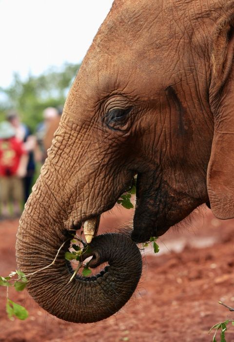 David Sheldrick nairobi