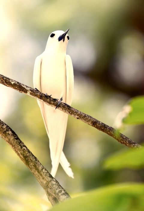 Denis Island Seychelles Fairy Tern on Branch