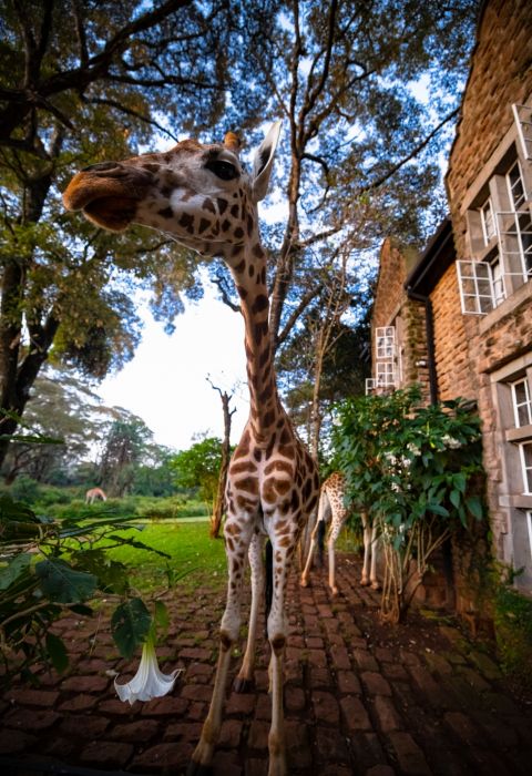 Giraffe Manor Nairobi 23