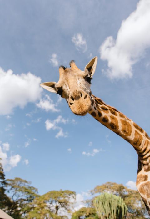 Giraffe manor kenya nairobi 1