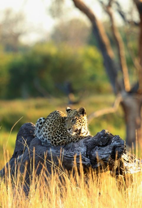 Gomoti Plains Botswana 9