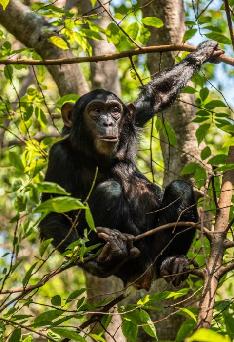 Greystoke Mahale chimpanzee 1