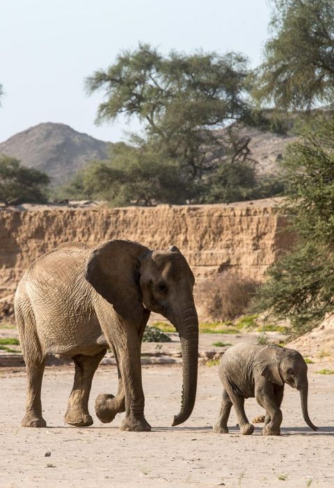 Hoanib Skeleton Coast Camp Elephants