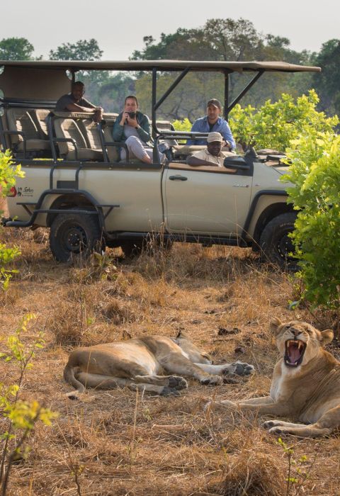 Ila Kafue Lion Yawn on Game Drive