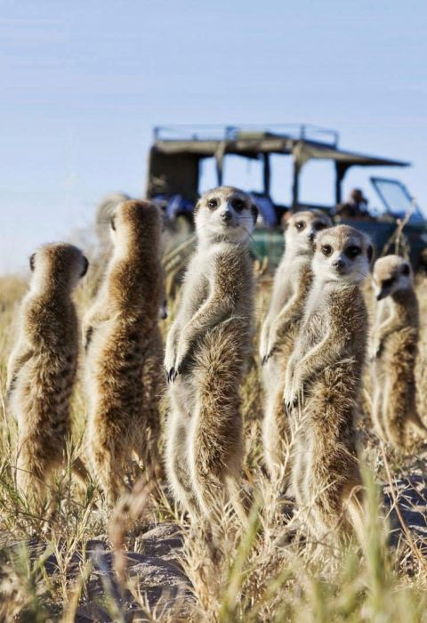 Jacks Camp Botswana 26