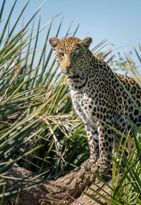 Jao Camp Okavango Delta 20