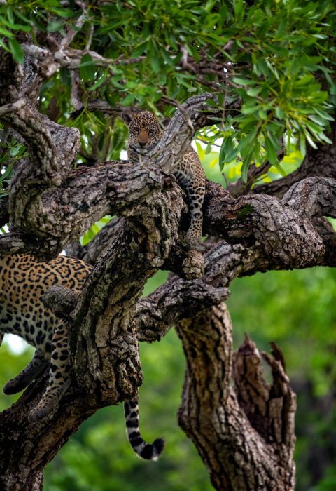 Keith Ladzinski for Niarra Travel Caiman Refuge jaguar 2