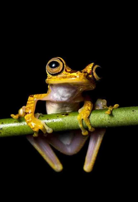 Mashpi Lodge Tree frog
