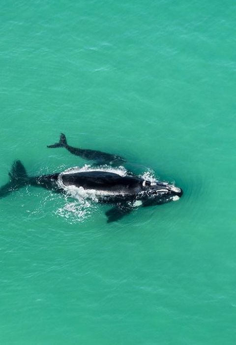 Morukuru Ocean House Whales