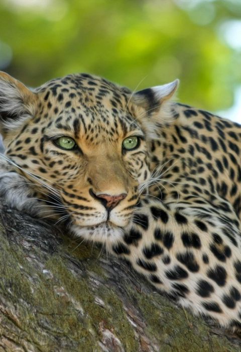 Simbavati River Lodge 18