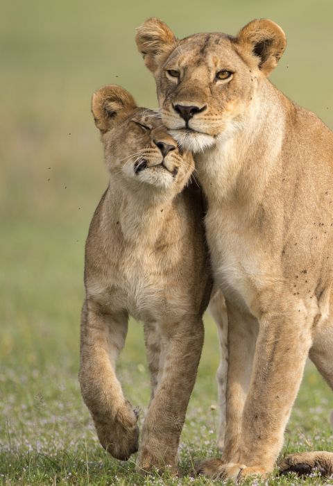 Singita Grumeti game drive lioness 1 41