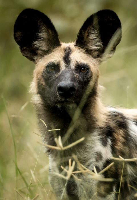 Singita Pamushana Wildlife Wild Dog 2