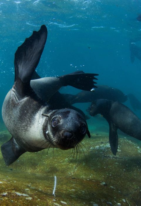 Snorkelling with seals CPT escex