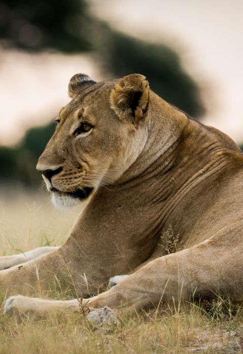 THE HIDE lion by neil fairlie