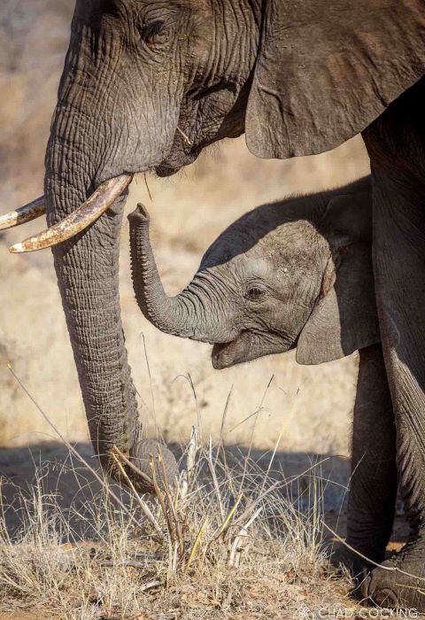 Tanda Tula Blog 2019 10 10 elephant calf 001