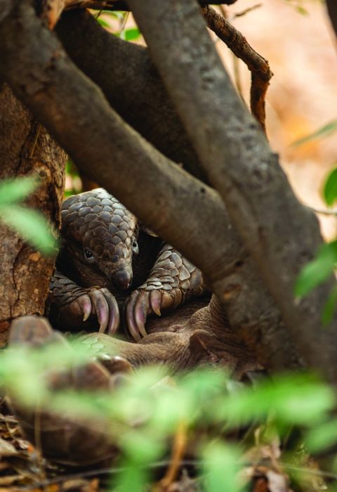 Tembo Plains Camp24