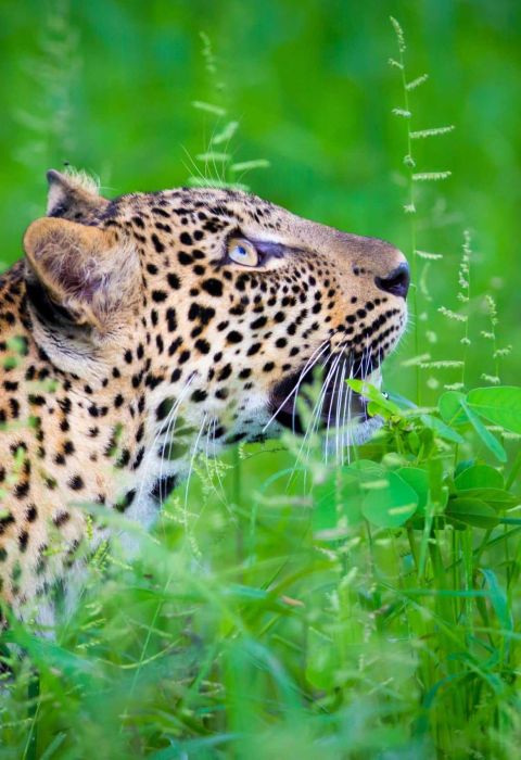 Time Tide luangwa leopard scaled 1