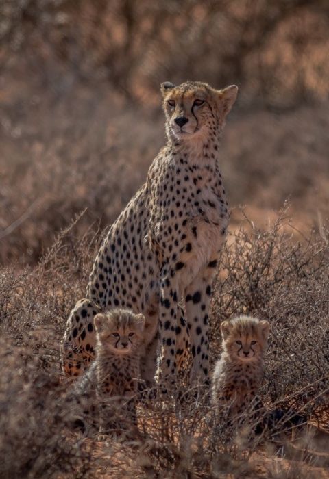 Tswalu Cheetah cubs3 by Mauritz Senekal