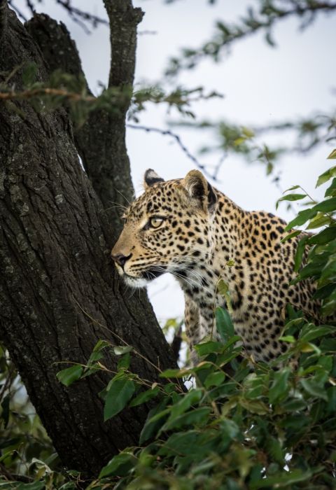 Ahmed galal mara leopard unsplash