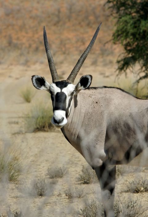 Ansie potgieter oryxunsplash