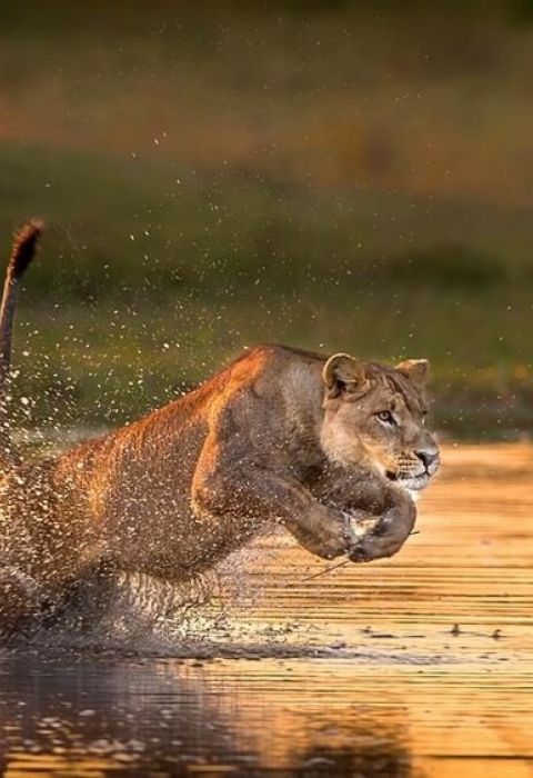 Barclay stenner lioness