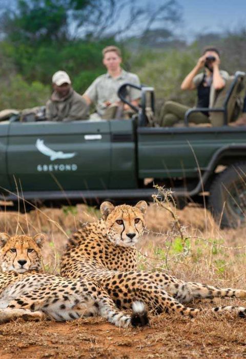 Cheetah phinda square